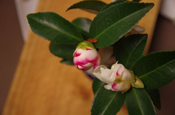 Camellias Catch. Australian original art print.