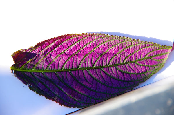 Line of vines. Rev A. Australian original art prints.