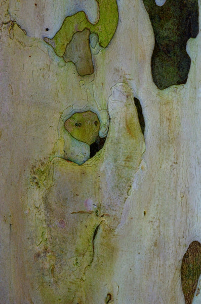 Home at last. Australian original art print.