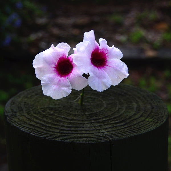 Irresistible. Australian original art print.