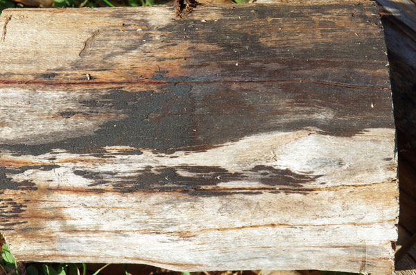 Quick, through here, the boss is coming. Australian original art print.