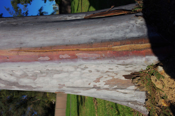 Reflections of the Outback A. Australian original art print.