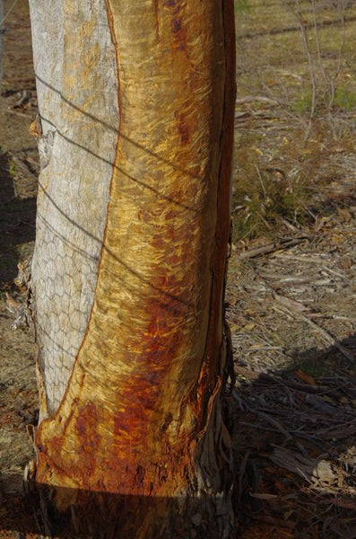 The crows nest. Australian original art print.