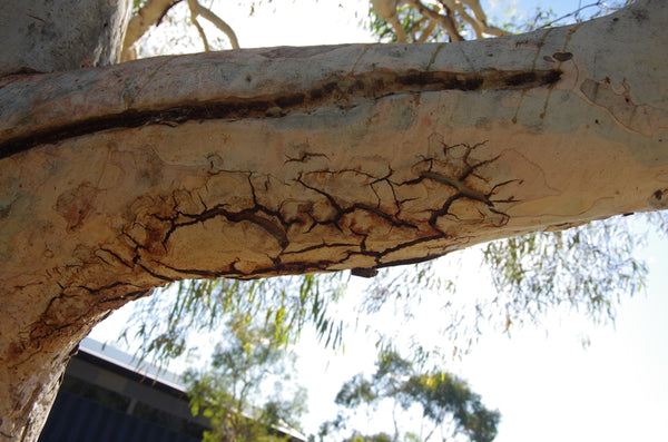 Waterhole in the Wilderness. Australian original art print.