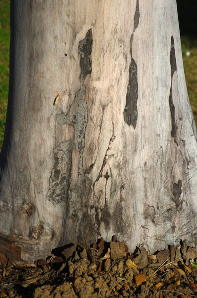 Lady walking her dogs. Australian original art prints.
