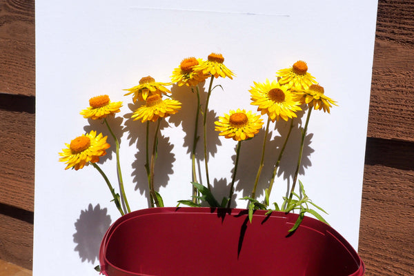 Chaos on the dance floor A   Australian original art print.