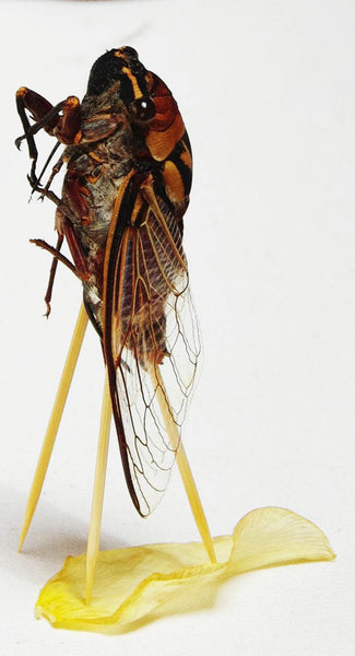 Cicada Mania 2 .   Australian original artwork.