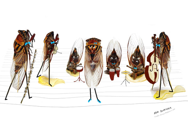Cicada's dress rehearsal 2 .   Australian original artwork.