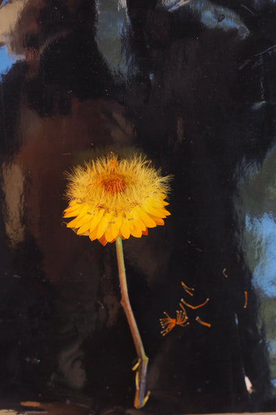 Flight of the bumble bee. A  Australian original art print.