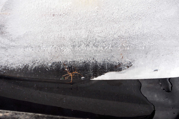 Here, Catch again. B    Australian original art print.