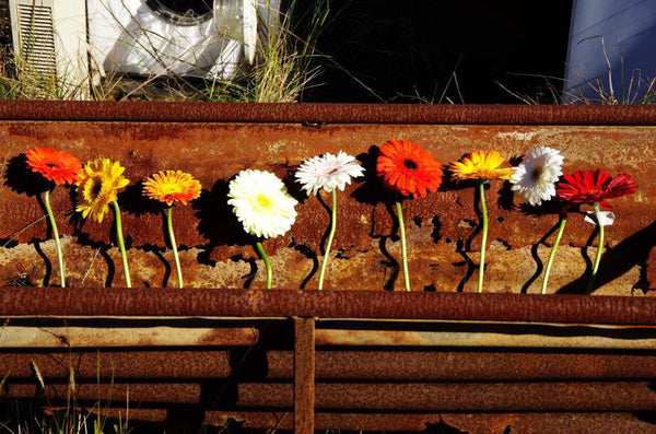 Jittery Gerberas Outback Cello Practice. Australian original art print.