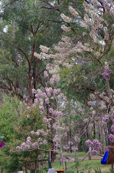 Original photo of the Paulownia tree 