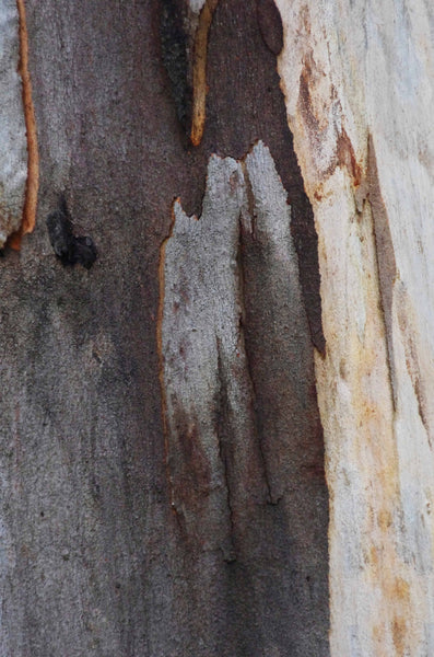 Original Photo of  gum tree bark