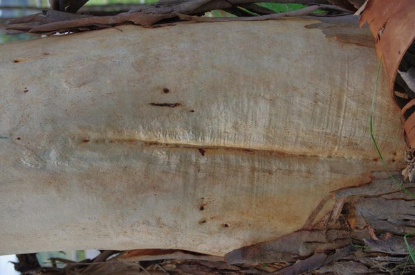 Original photo of gum tree