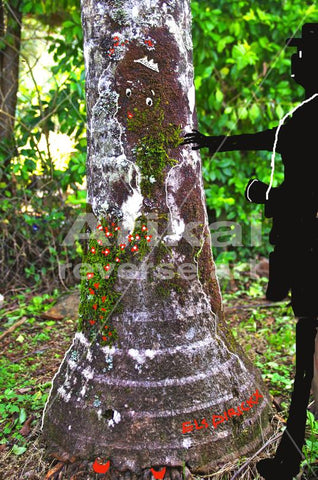 Bride in the park