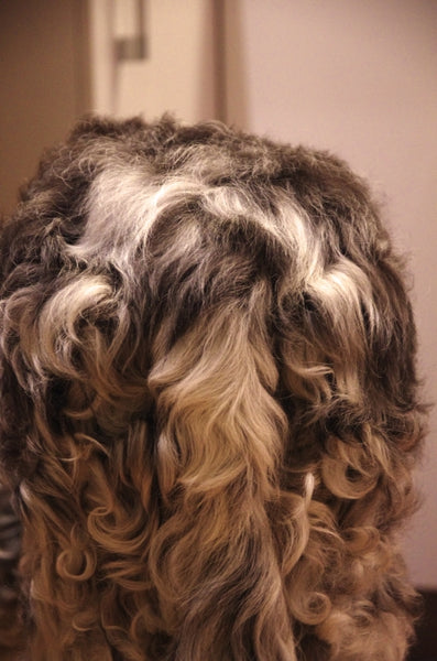 Curly locks with a bow .  Australian original art print.