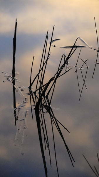 Fishing in the Reeds. Australian original art print.