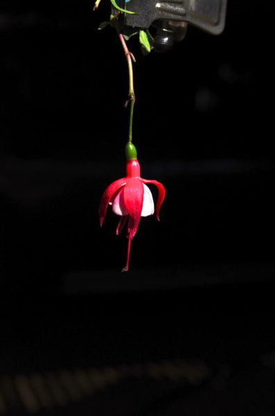 Fuchsia's Finale D.  Australian original art print.