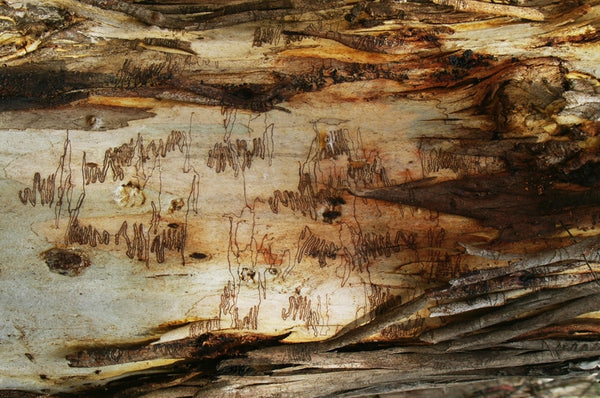 Men at Work. Australian original art print.