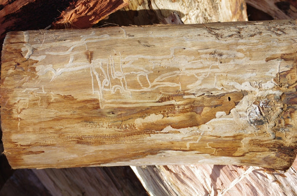 Outback holiday day 2. Australian original art print.