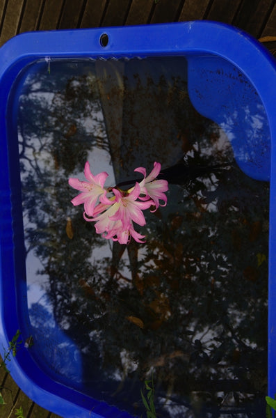 Pinkabella in a pool. Australian original art print