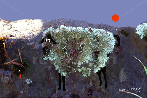 Shag on a rock AR3x2. Australian original art print.