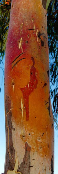 The bird feeder. Australian original art print.